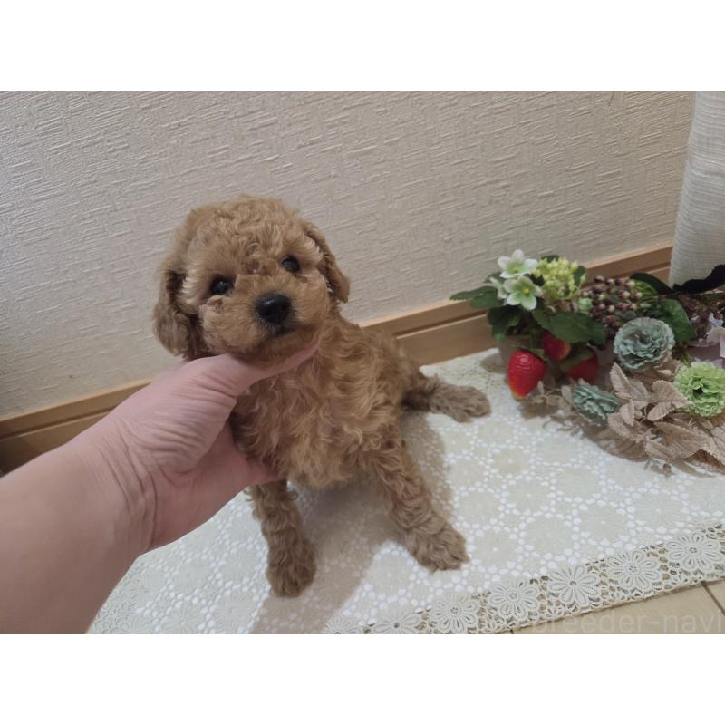 成約済の広島県のタイニープードル-423798の14枚目