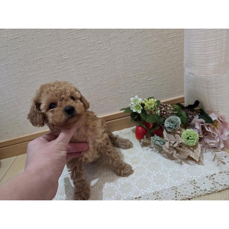 成約済の広島県のタイニープードル-423798の13枚目