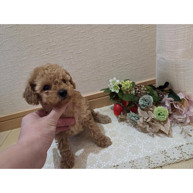 成約済の広島県のタイニープードル-423798の12枚目