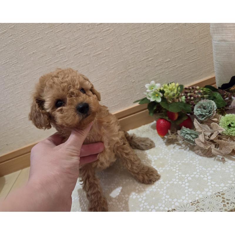 成約済の広島県のタイニープードル-423798の11枚目