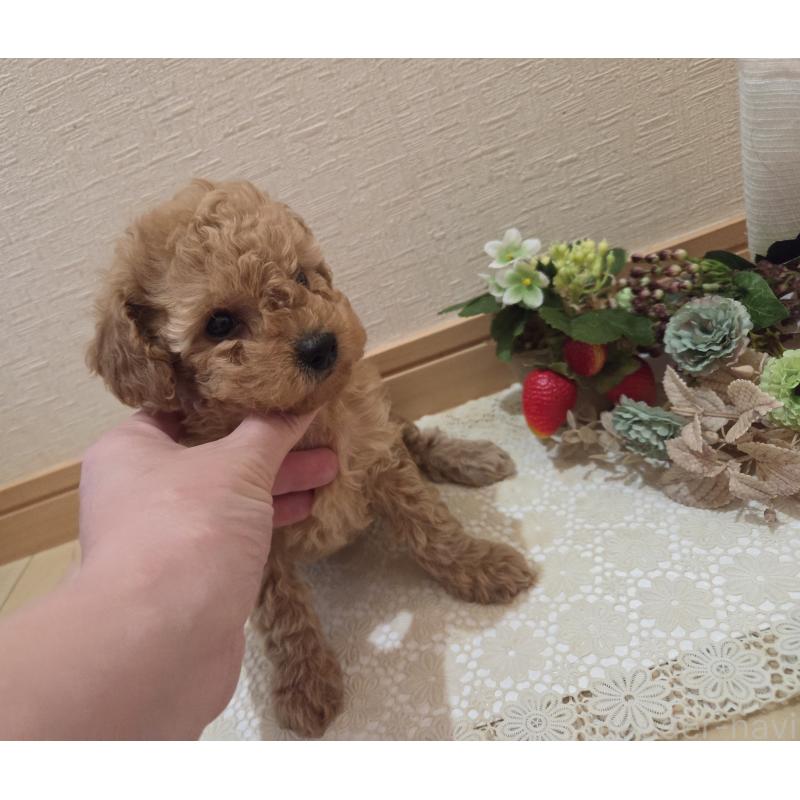 成約済の広島県のタイニープードル-423798の10枚目