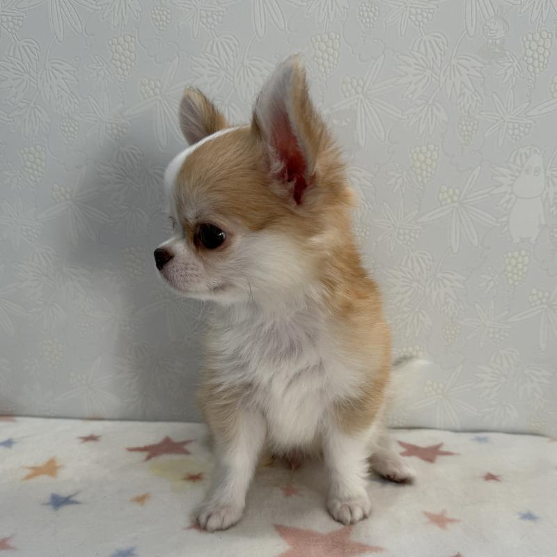 販売中の福岡県のチワワ(ロングコート)-428353の3枚目