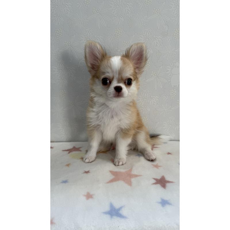 販売中の福岡県のチワワ(ロングコート)-428353の2枚目