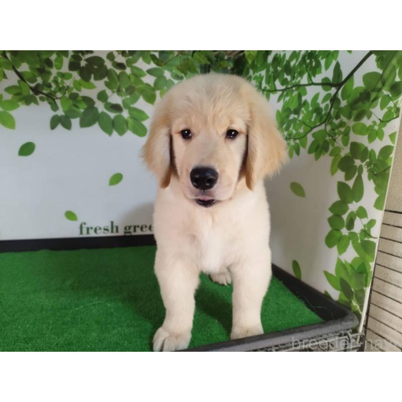 販売中の三重県のゴールデンレトリーバー-420183の5枚目