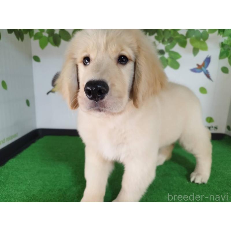 販売中の三重県のゴールデンレトリーバー-420183の4枚目