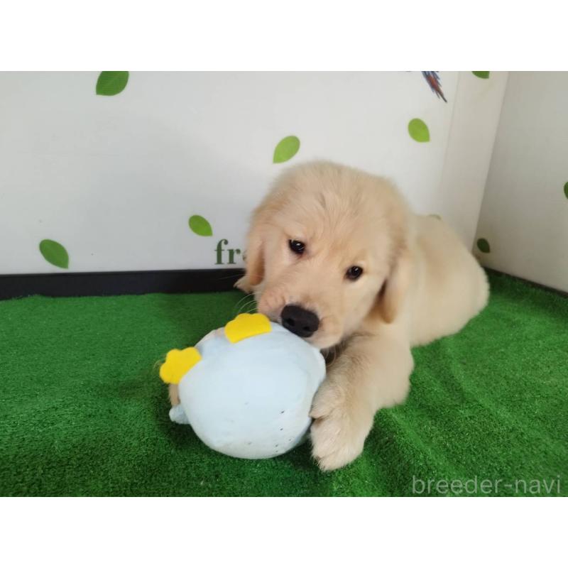 販売中の三重県のゴールデンレトリーバー-420183の3枚目