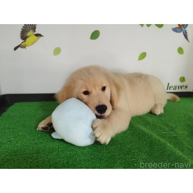 販売中の三重県のゴールデンレトリーバー-420183の2枚目