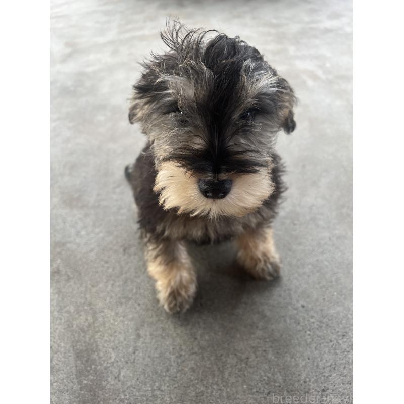 成約済の静岡県のミックス犬-426782の3枚目