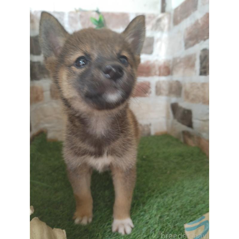 販売中の鹿児島県の柴犬-428354の3枚目