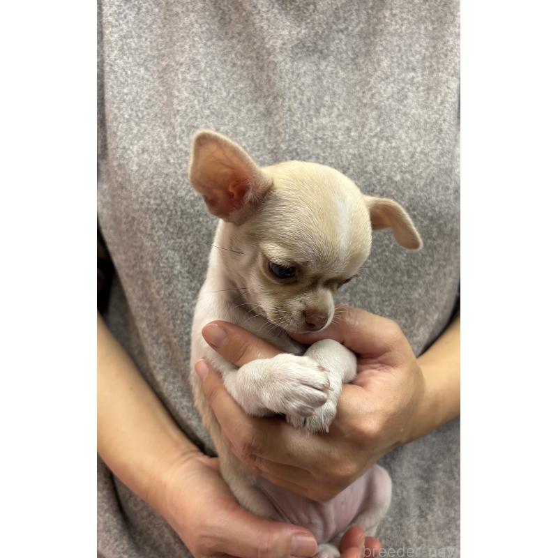 販売中の熊本県のチワワ(スムースコート)-428369の3枚目