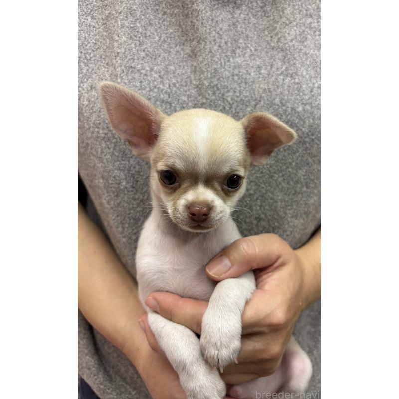 販売中の熊本県のチワワ(スムースコート)-428369の2枚目