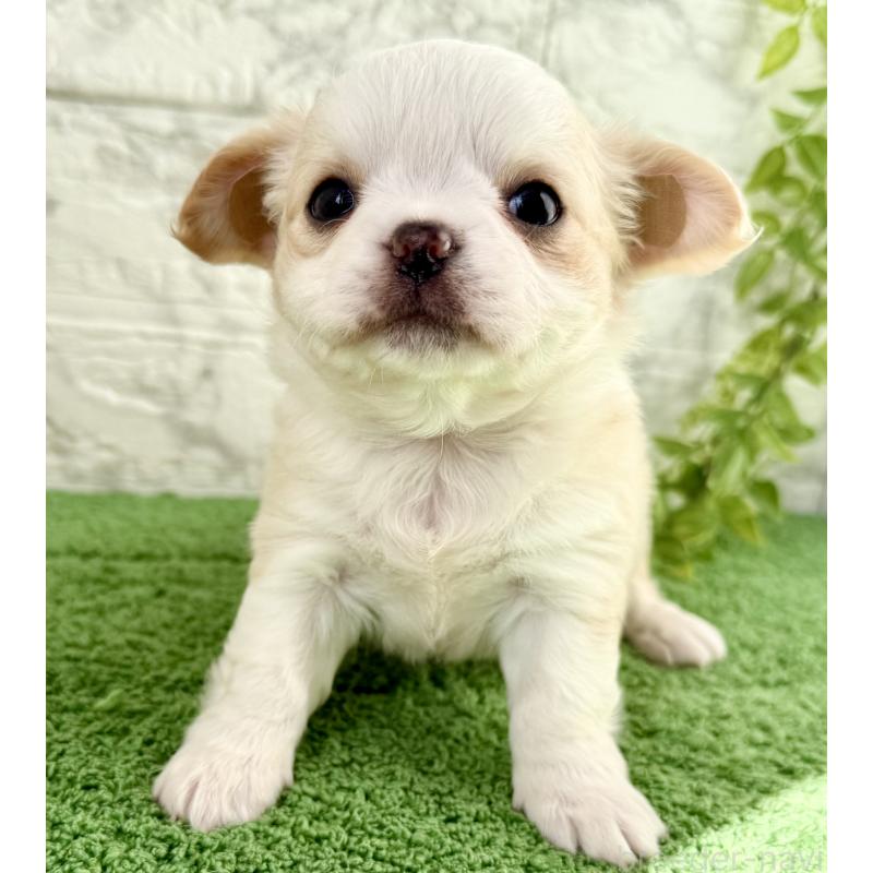 販売中の埼玉県のチワワ(ロングコート)-428359の7枚目