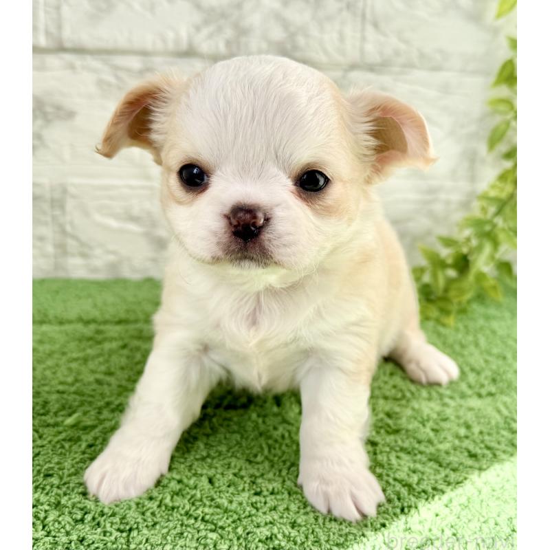 販売中の埼玉県のチワワ(ロングコート)-428359の6枚目