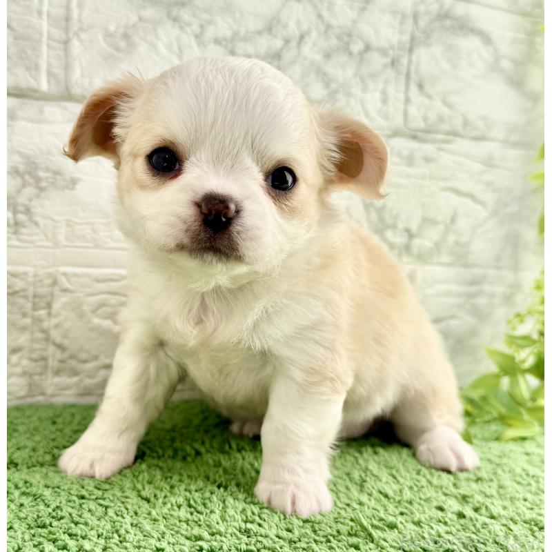 販売中の埼玉県のチワワ(ロングコート)-428359の5枚目