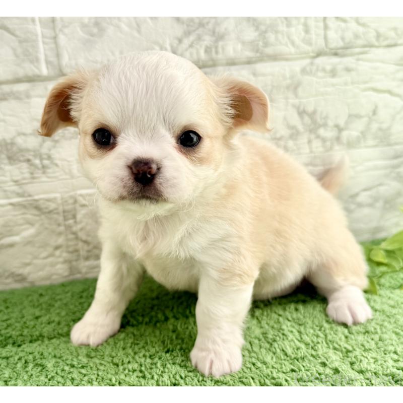 販売中の埼玉県のチワワ(ロングコート)-428359の4枚目