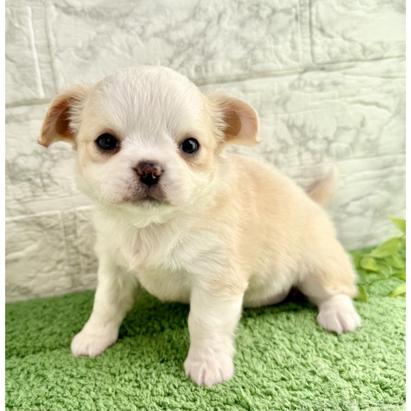 販売中の埼玉県のチワワ(ロングコート)-428359の3枚目