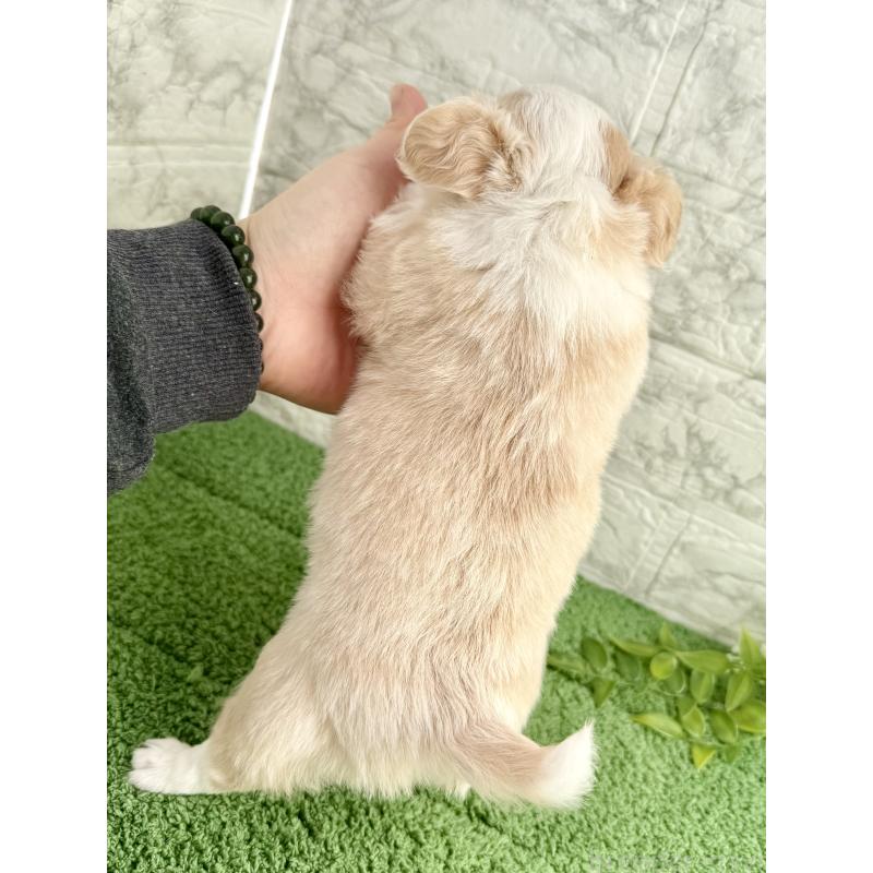 販売中の埼玉県のチワワ(ロングコート)-428359の2枚目