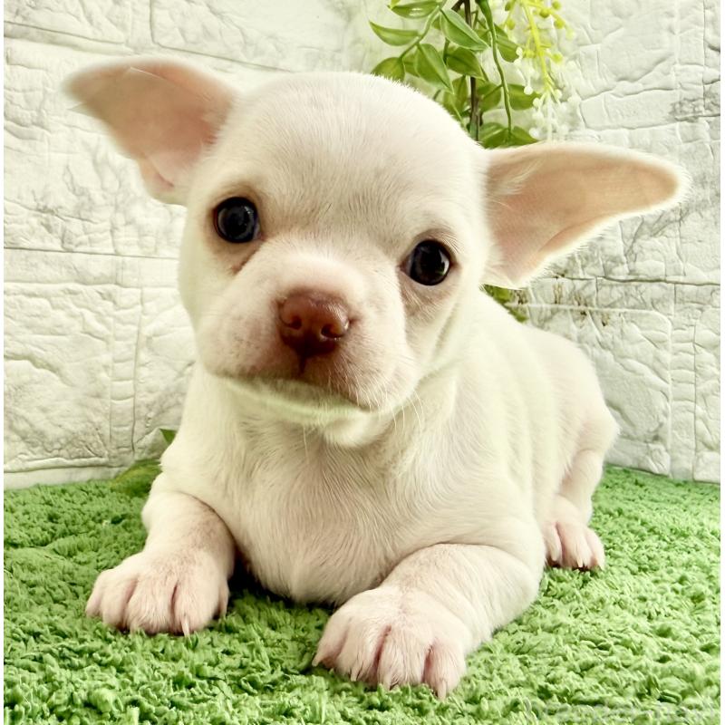 販売中の埼玉県のチワワ(スムースコート)-428360の8枚目