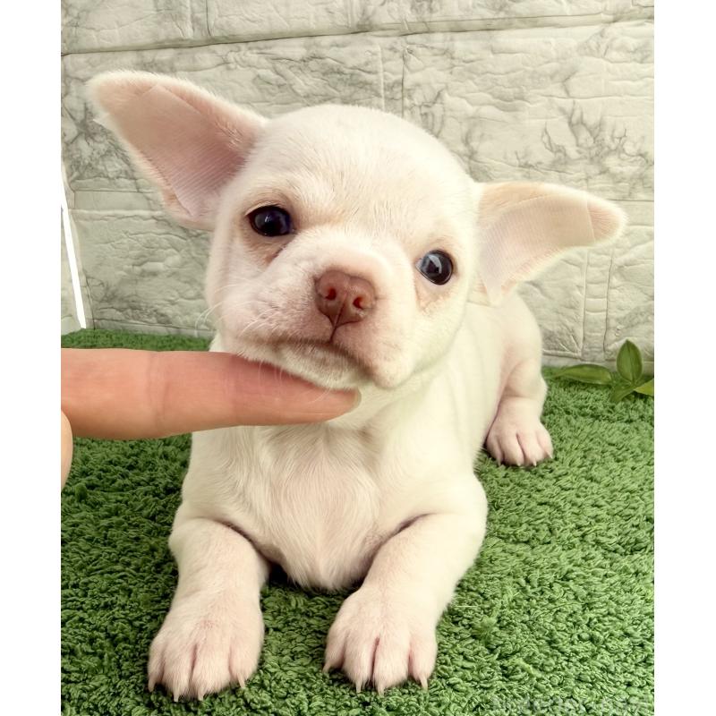 販売中の埼玉県のチワワ(スムースコート)-428360の7枚目