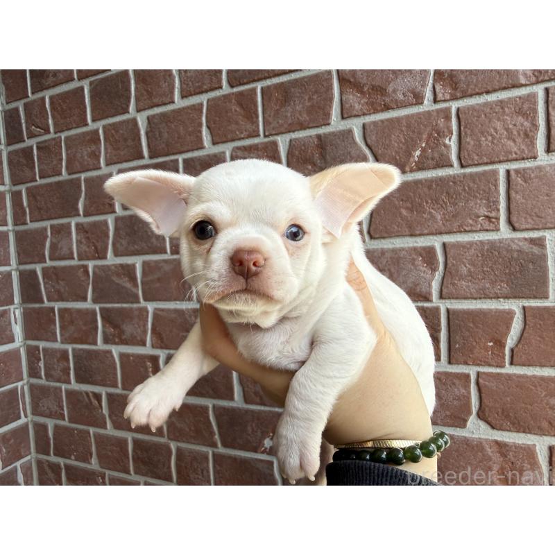 販売中の埼玉県のチワワ(スムースコート)-428360の6枚目