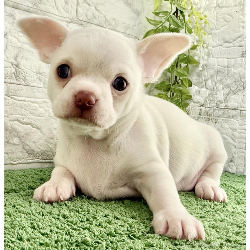 販売中の埼玉県のチワワ(スムースコート)-428360の5枚目