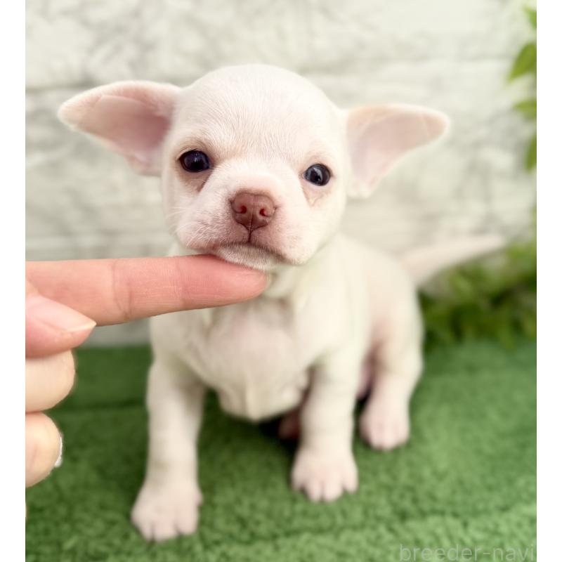 販売中の埼玉県のチワワ(スムースコート)-428360の4枚目