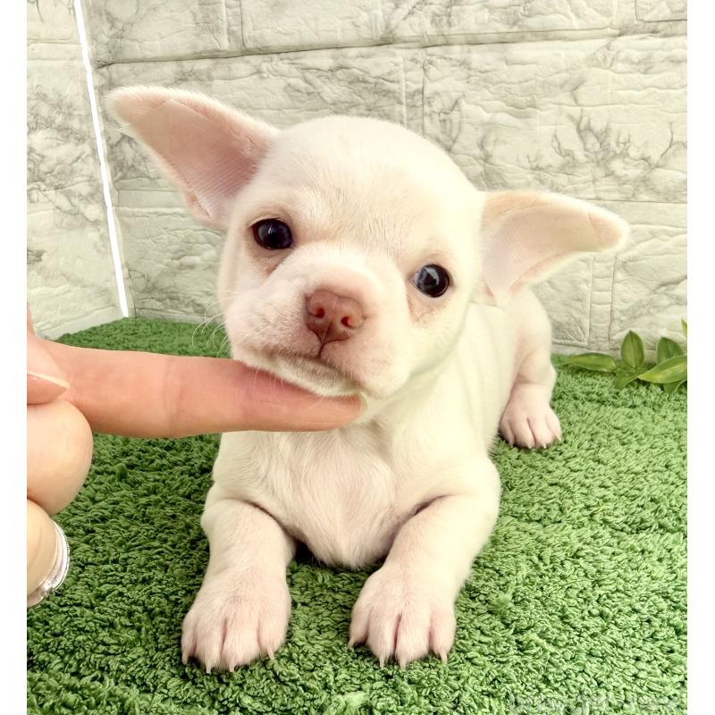 販売中の埼玉県のチワワ(スムースコート)-428360の3枚目