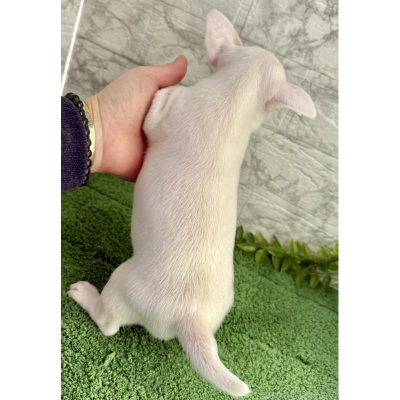 販売中の埼玉県のチワワ(スムースコート)-428360の2枚目