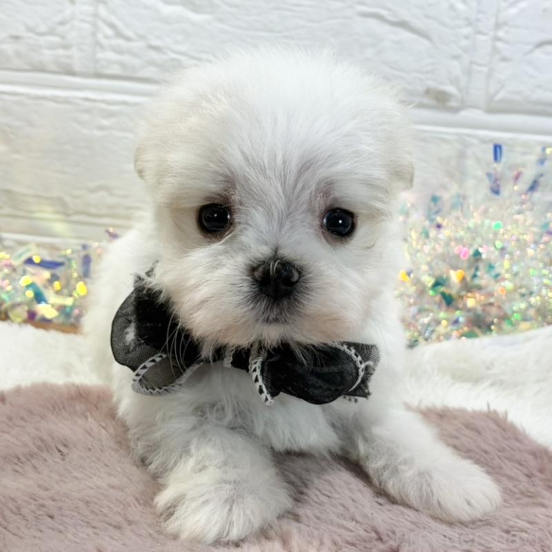 販売中の岐阜県のマルチーズ-428361