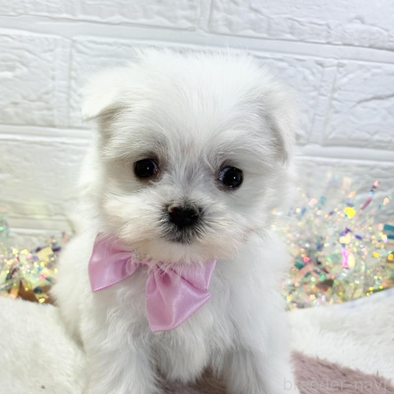 販売中の岐阜県のマルチーズ-428362