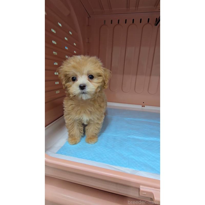 販売中の東京都のマルプー:マルチーズ×トイプードル-426915の3枚目