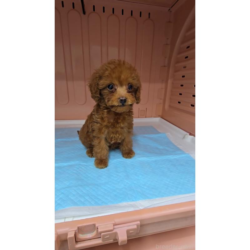 成約済の東京都のトイプードル-425467の2枚目