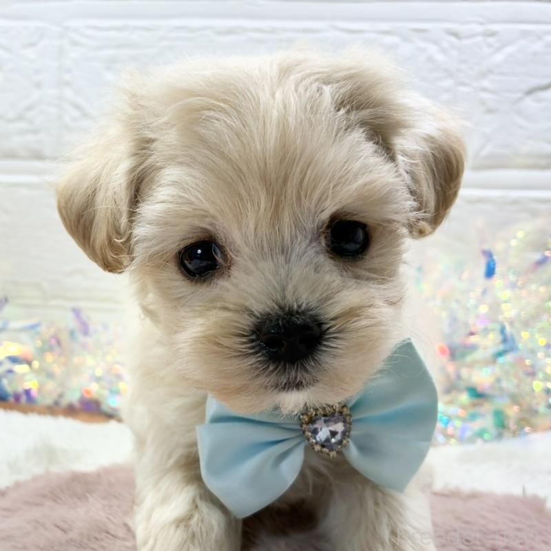 販売中の岐阜県のマルプー:マルチーズ×トイプードル-428363