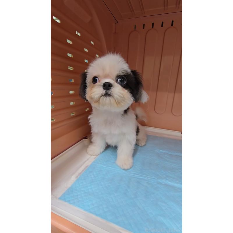 成約済の東京都のシーズー-415033の2枚目