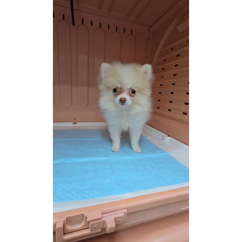 成約済の東京都のポメラニアン-418173の2枚目