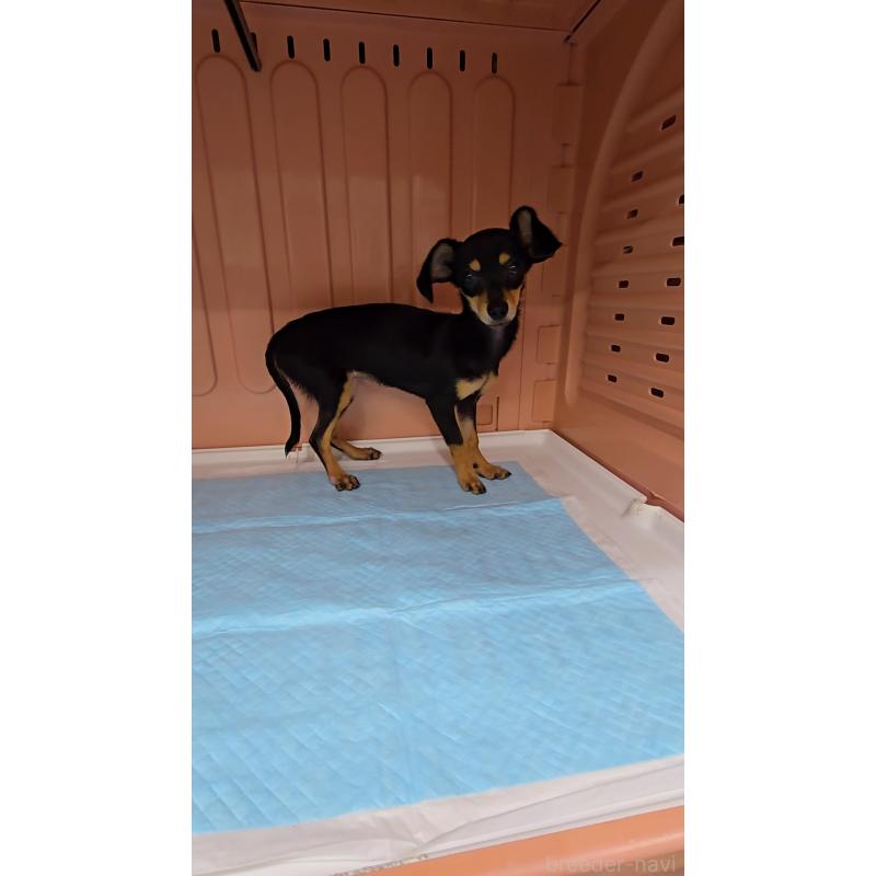 成約済の東京都のチワックス:チワワ×ミニチュアダックスフンド-407521の2枚目