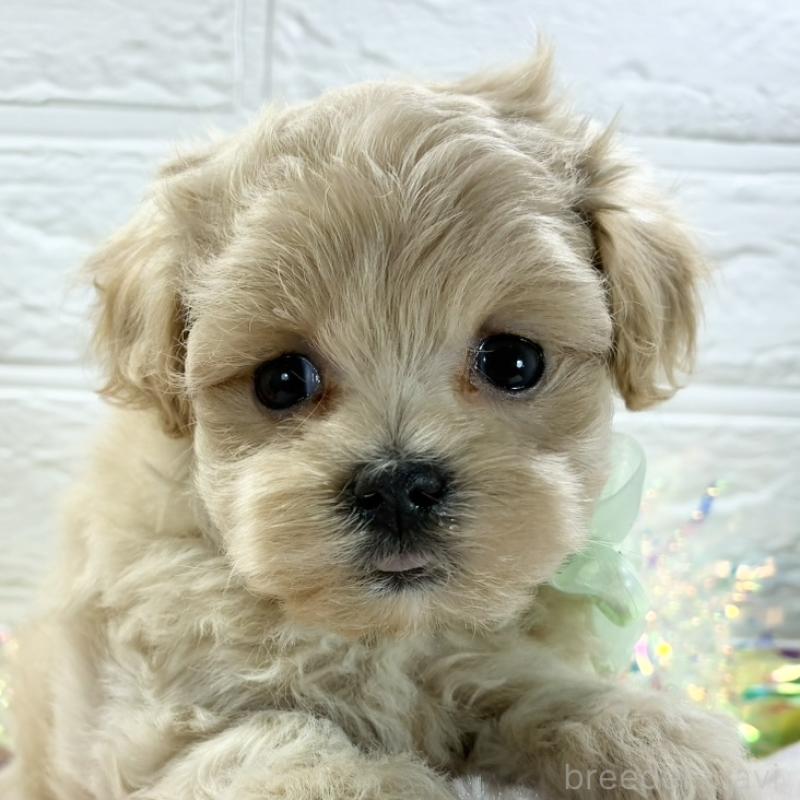 販売中の岐阜県のマルプー:マルチーズ×トイプードル-428365