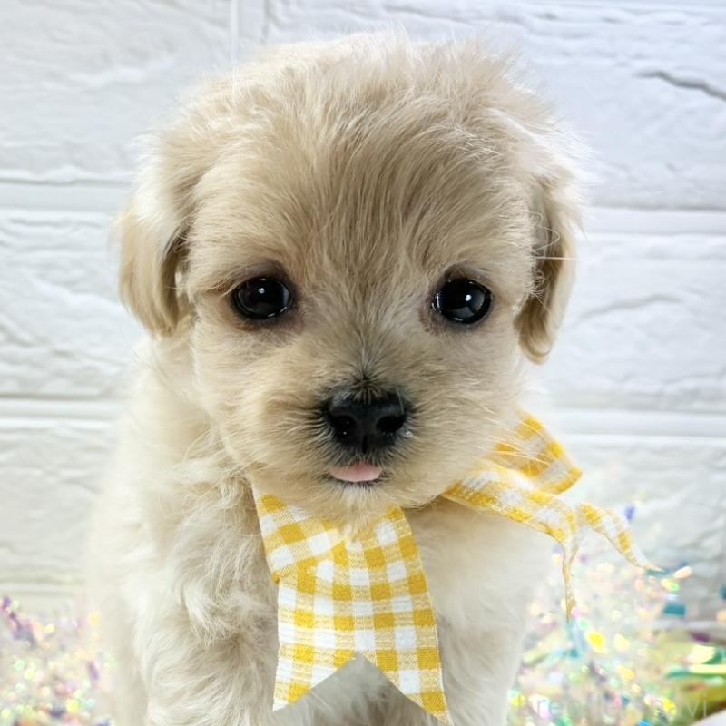 販売中の岐阜県のマルプー:マルチーズ×トイプードル-428366