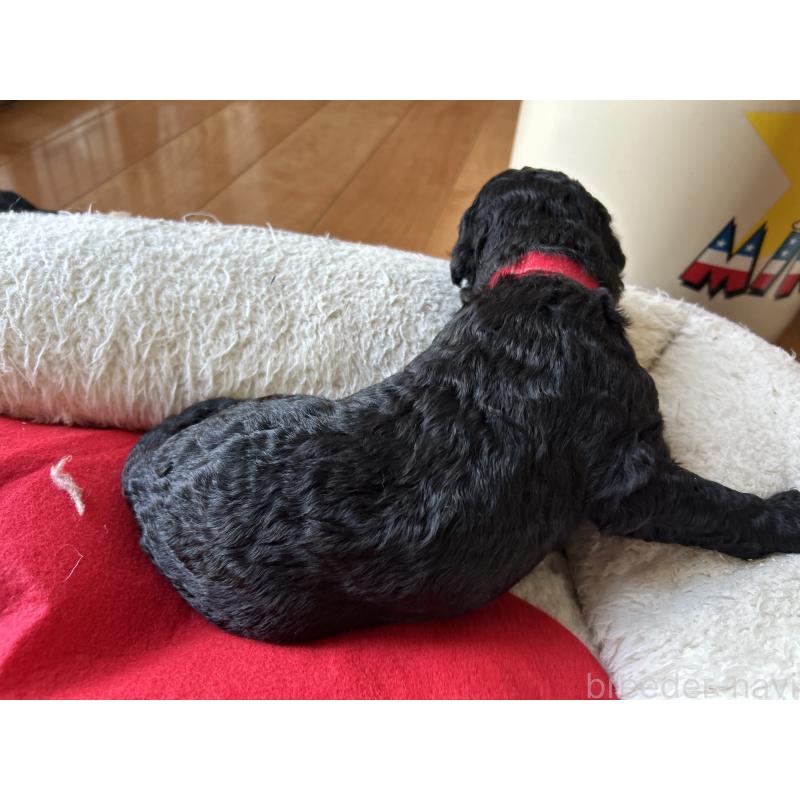 商談中の香川県のスタンダードプードル-428367の11枚目