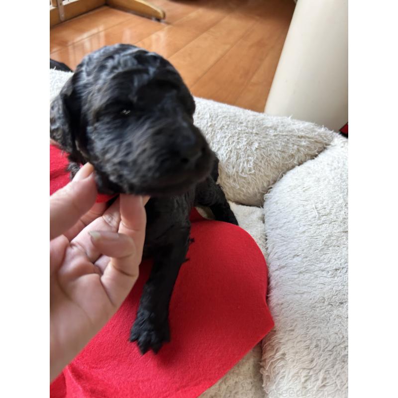 商談中の香川県のスタンダードプードル-428367の8枚目