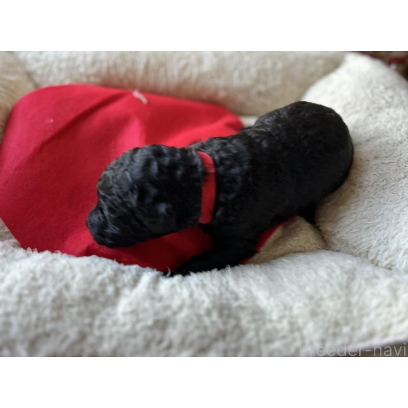 商談中の香川県のスタンダードプードル-428367の6枚目