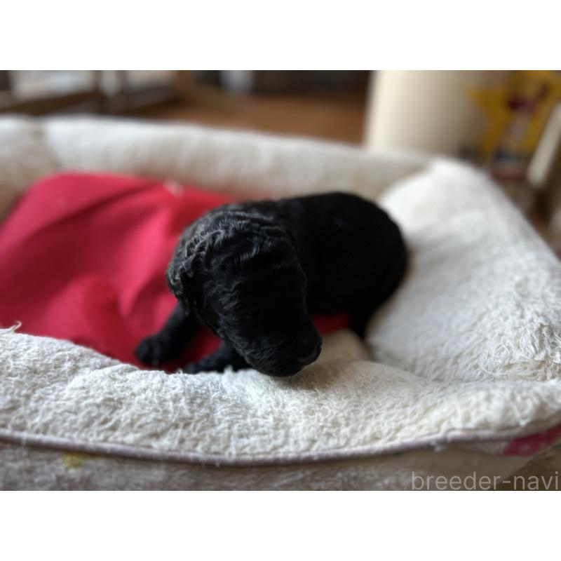 商談中の香川県のスタンダードプードル-428367の5枚目