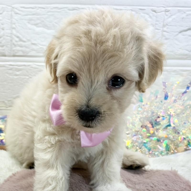 販売中の岐阜県のマルプー:マルチーズ×トイプードル-428368