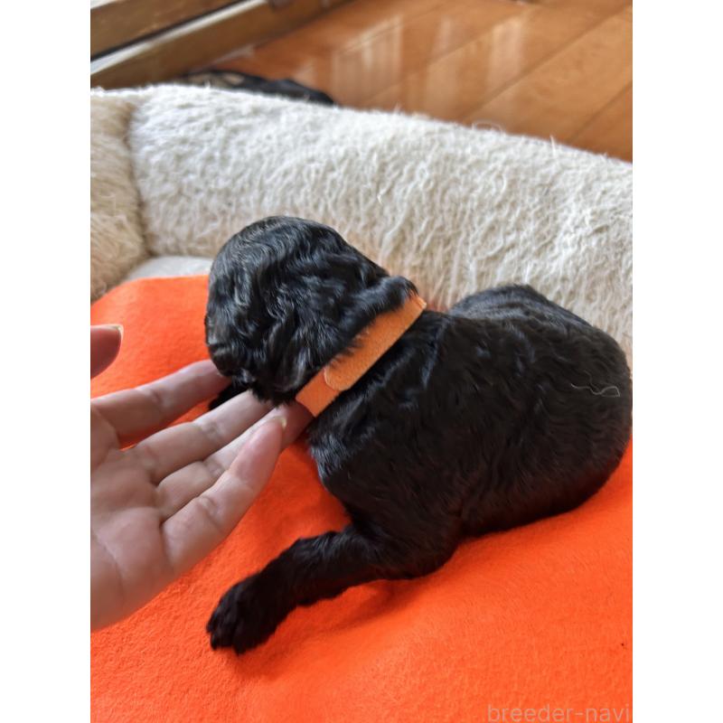 販売中の香川県のスタンダードプードル-428370の10枚目