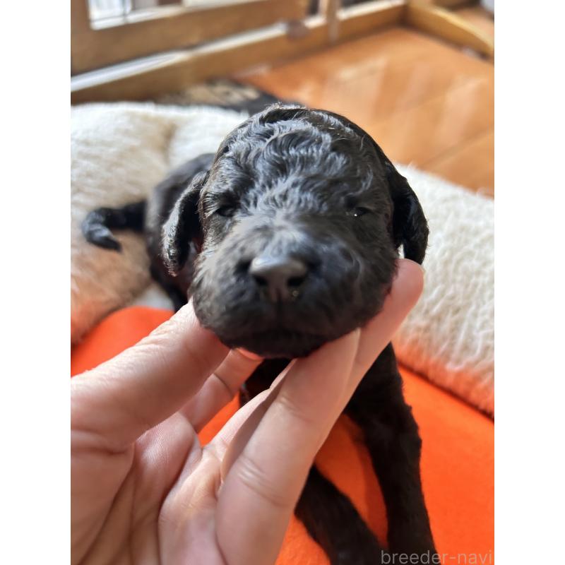 販売中の香川県のスタンダードプードル-428370の9枚目