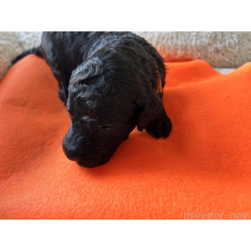 販売中の香川県のスタンダードプードル-428370の7枚目