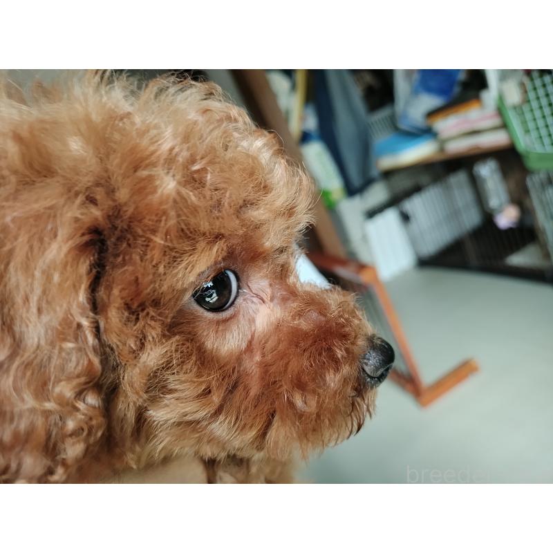 商談中の鹿児島県のトイプードル-428372の5枚目