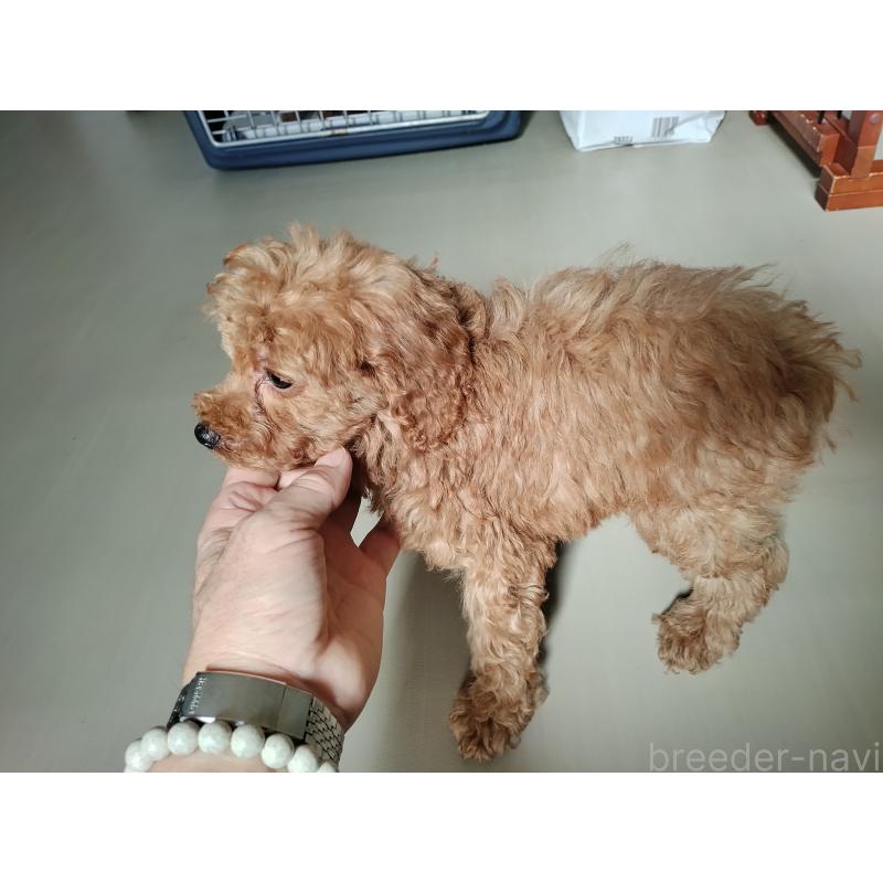 商談中の鹿児島県のトイプードル-428373の5枚目