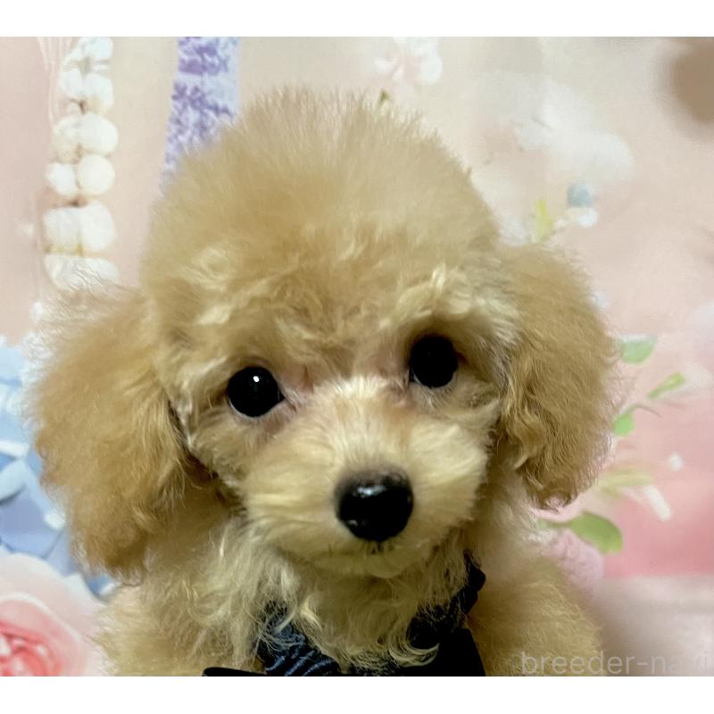 販売中の岡山県のタイニープードル-428374の8枚目