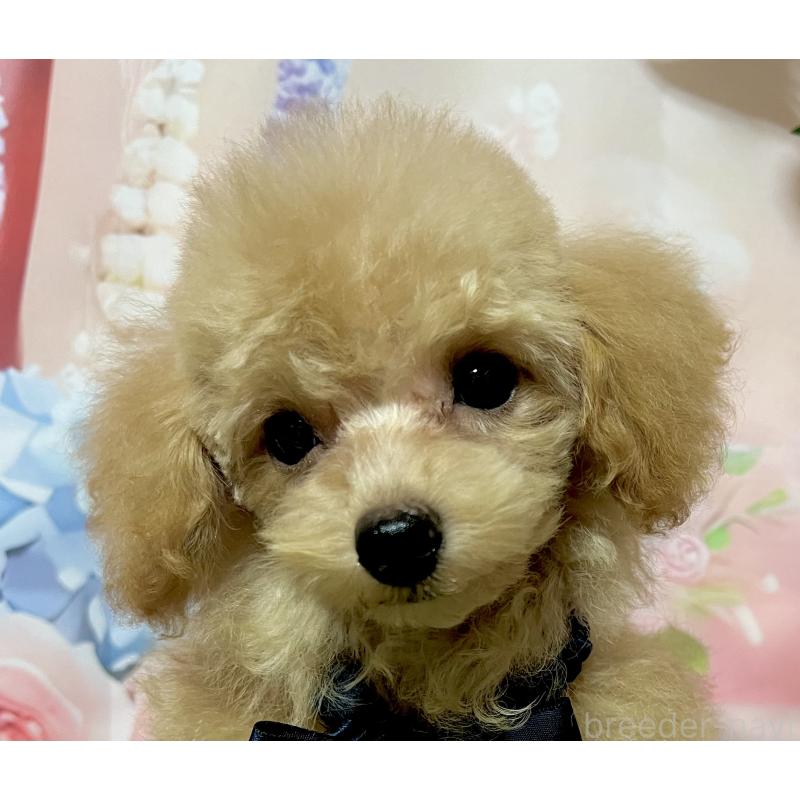 販売中の岡山県のタイニープードル-428374の7枚目